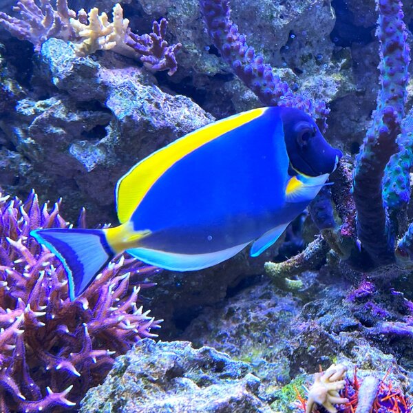 Weisskehl-Doktorfisch