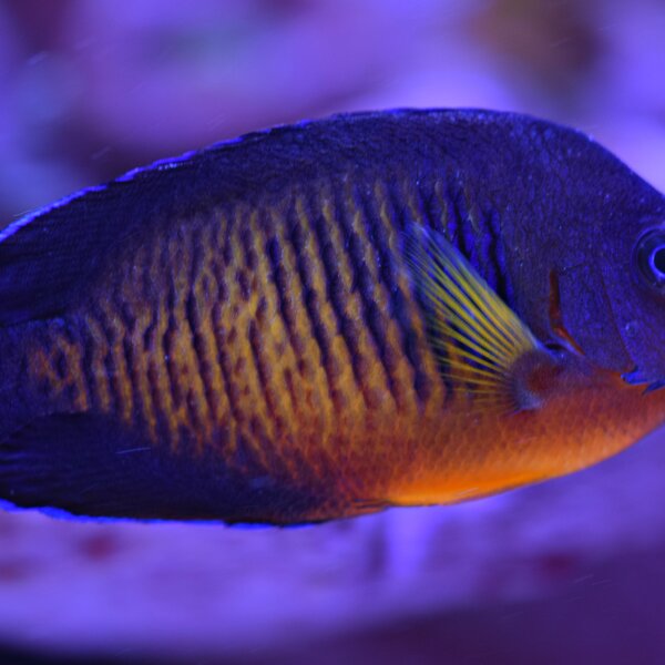 Streifen Zwergkaiser