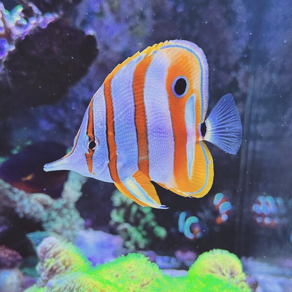 Kupferstreifen-Pinzettfisch