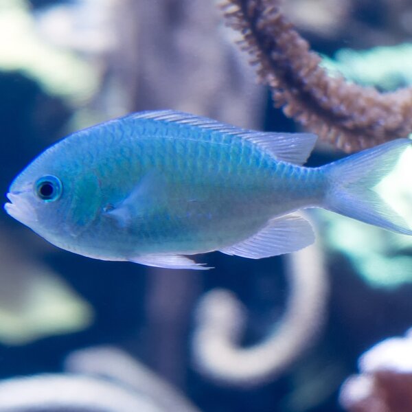 Schwalbenschwänzchen