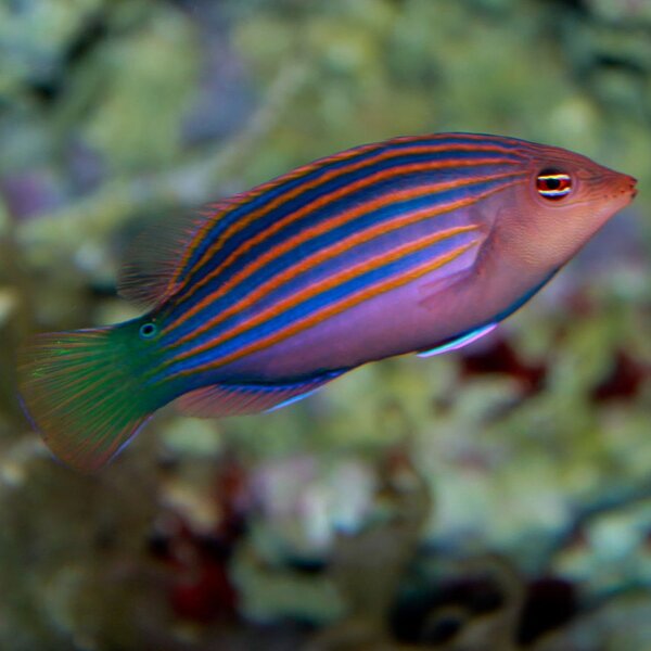 Sechsstreifen-Lippfisch