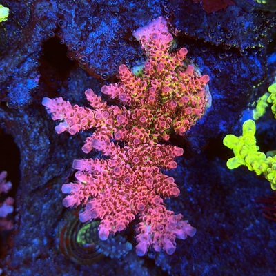 Acropora sp.