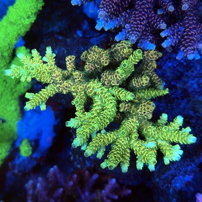 Acropora sp.