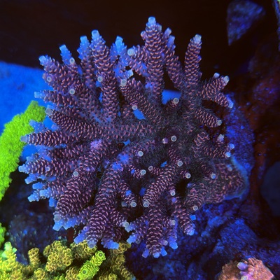 Acropora sp.