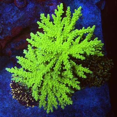 Acropora sp.