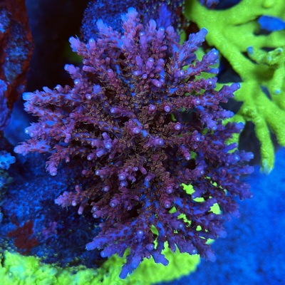Acropora sp.