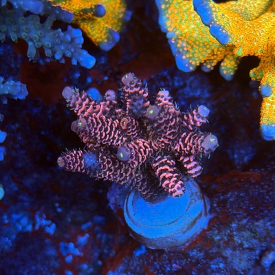Acropora sp.