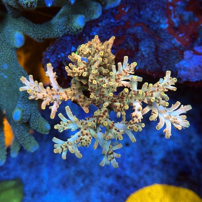 Acropora sp.