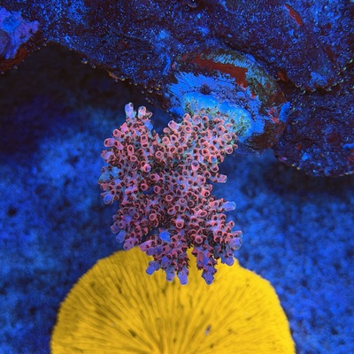 Acropora sp.