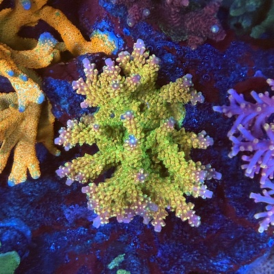 Acropora sp.