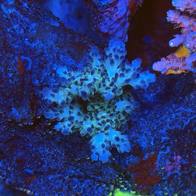 Acropora sp.